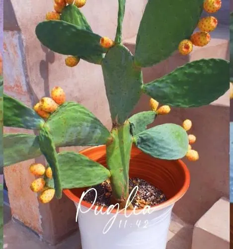 Bed & Breakfast Il Fico Deluxe Ostuni