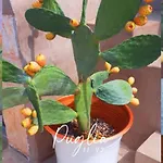 Alojamento de Acomodação e Pequeno-almoço Il Fico Deluxe Ostuni